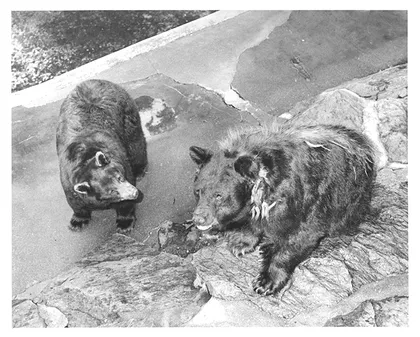 Smokey y Goldie