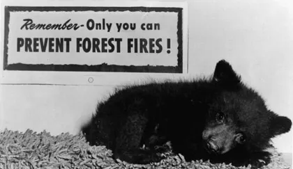 Oso cachorro junto a un cartel que dice "Recuerda solo tú puedes prevenir incendios forestales".
